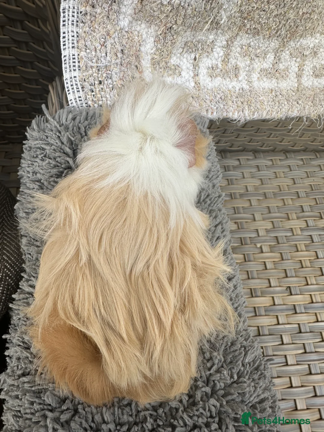 Guinea Pig rodents for sale: 1 left Lovely funky haired male guinea pig - Advert 3