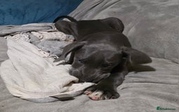 Great Dane dogs for sale: Great dane puppies for sale  - Image 8