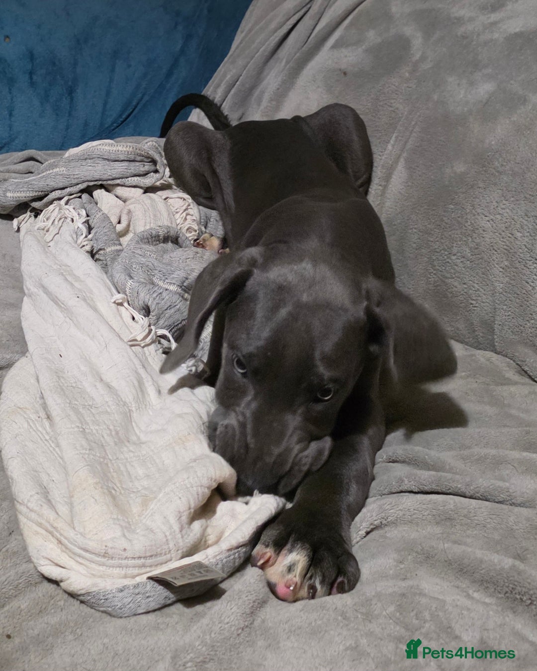 Great Dane dogs for sale: Great dane puppies for sale  - Image 8