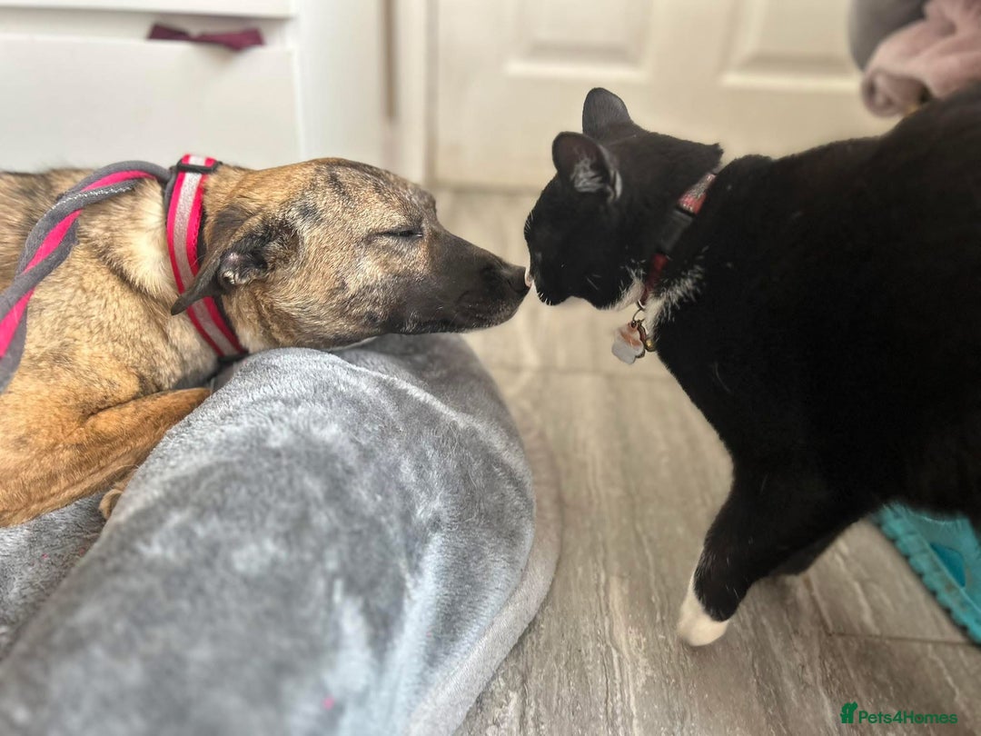 Mixed Breed dogs for adoption: Phoenix - Norwich Norfolk  - Image 6
