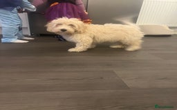 Cavachon dogs for sale: Beautiful little girl Cavachon puppy.  - Image 3