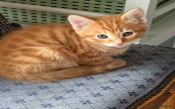 Maine Coon cats for sale: Beautiful mixed breed kittens  - Image 22