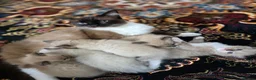Ragdoll cats for sale: Beautiful Ragdoll Kittens - Advert 20