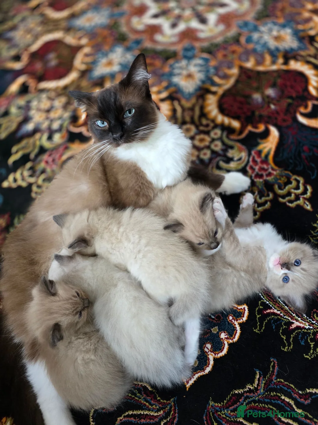 Ragdoll cats for sale: Beautiful Ragdoll Kittens - Advert 20
