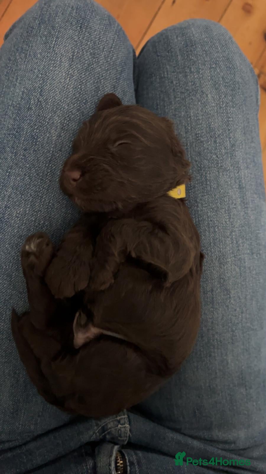 Cockapoo dogs Cockapoo pups for sale born 2/6/26 - Advert 2