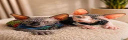 Sphynx cats for sale: Blue eyes Sphynx kitten TICA & GCCF show cats  - Advert 36