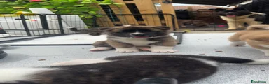 Akita 3