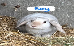 Mini Lop rabbits for sale: Beautiful purebred small Male Mini Lop (REDUCED) in Goole - Image 1