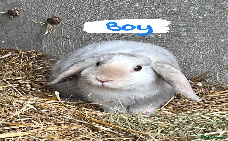 Mini Lop rabbits in Goole - Advert 6