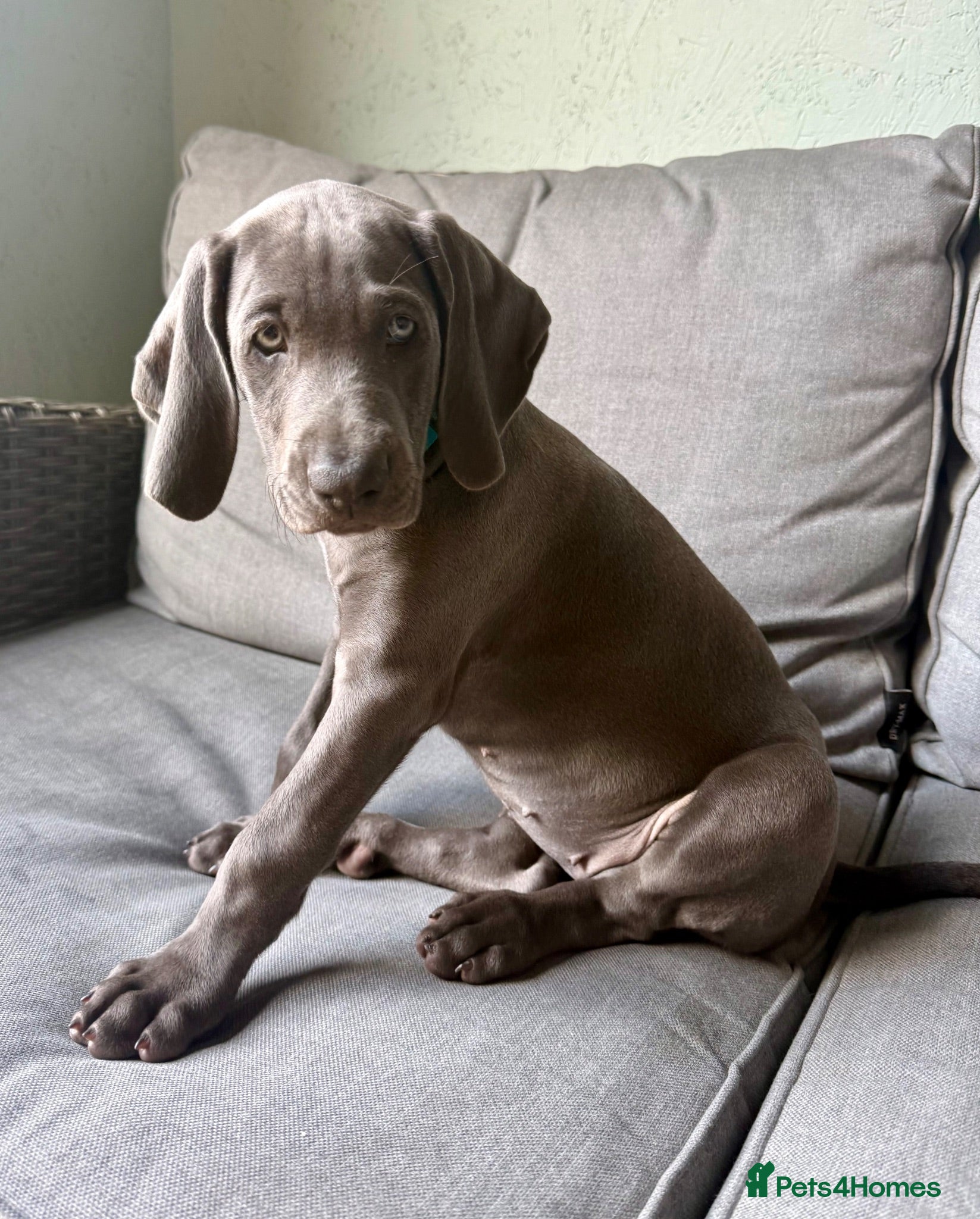 Weimaraner dogs KC Reg Weimaraner Puppies Silver & Blue - Advert 2