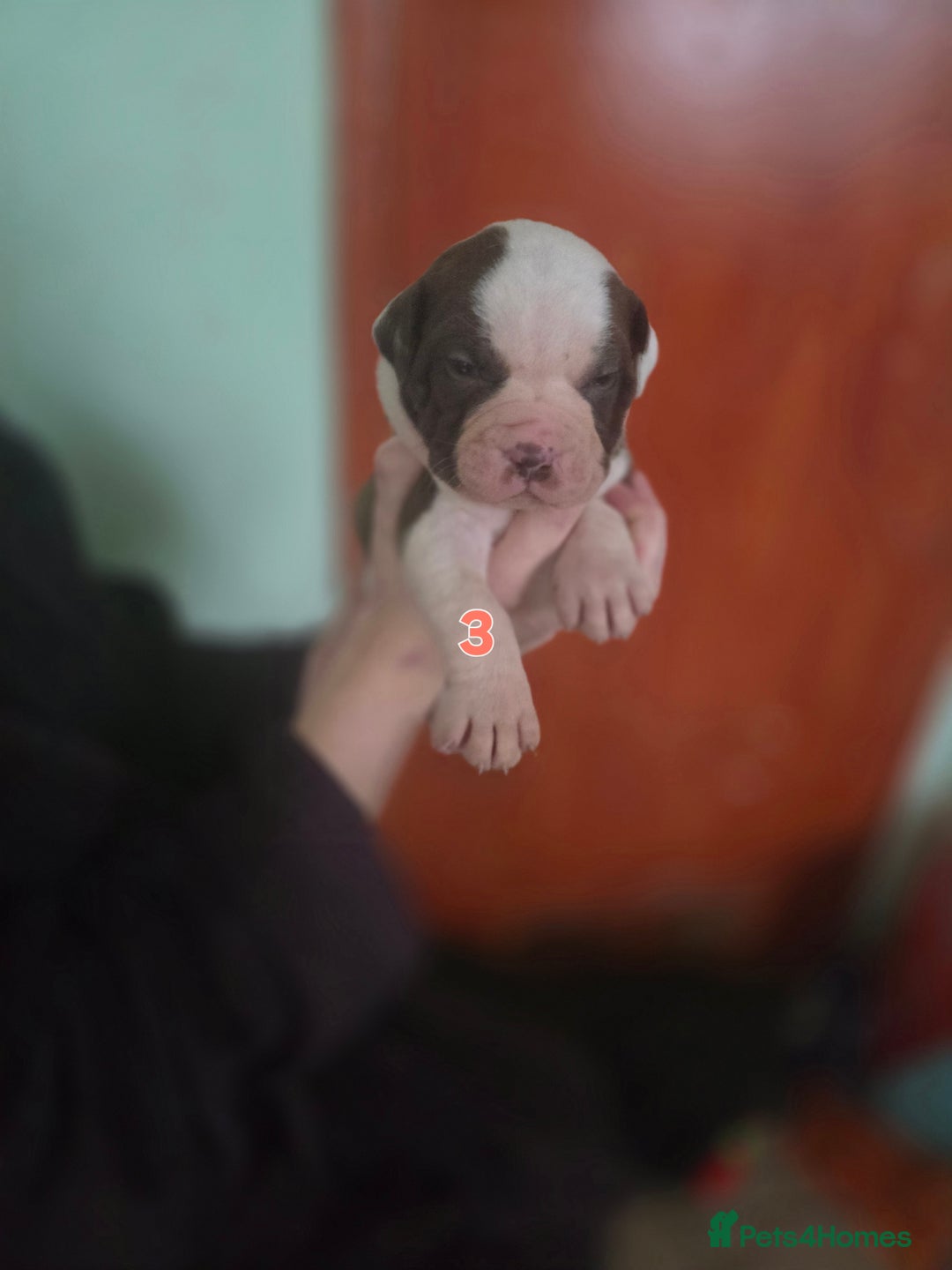 American Bully dogs for sale: Standard American bullys - Advert 14
