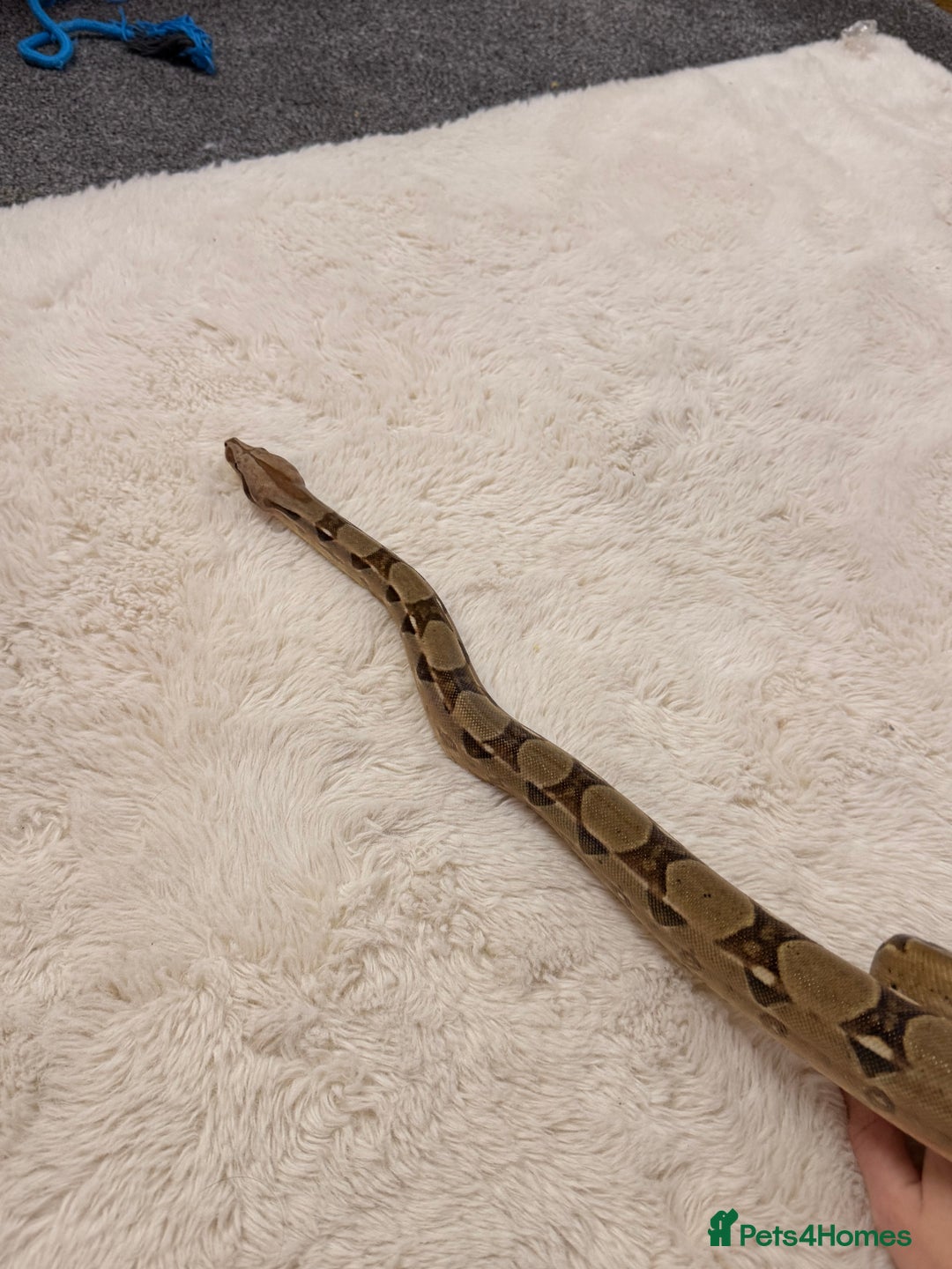Boa Snake reptiles for sale: Female boa & full set up  - Advert 4