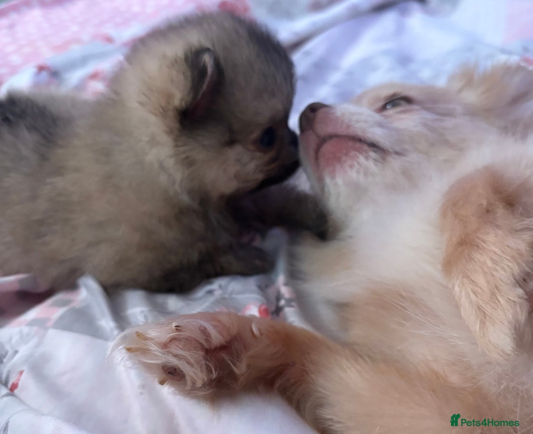 Pomchi dogs for sale: 3/4pom1/4chi PUPS now REDUCED ready in two weeks  - Advert 4
