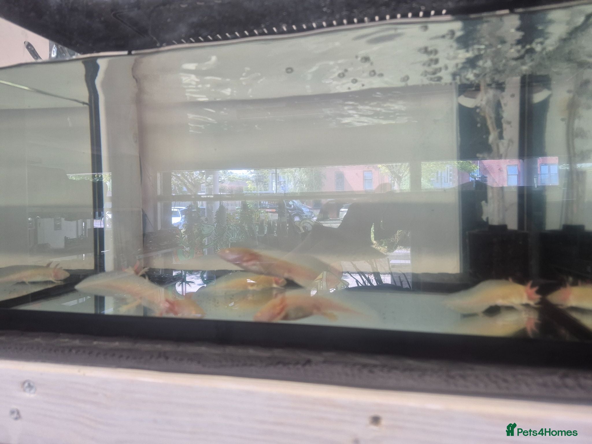 Axolotl reptiles Axolotls for sale  - Advert 8