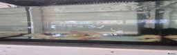 Axolotl reptiles for sale: Axolotls for sale  - Advert 2