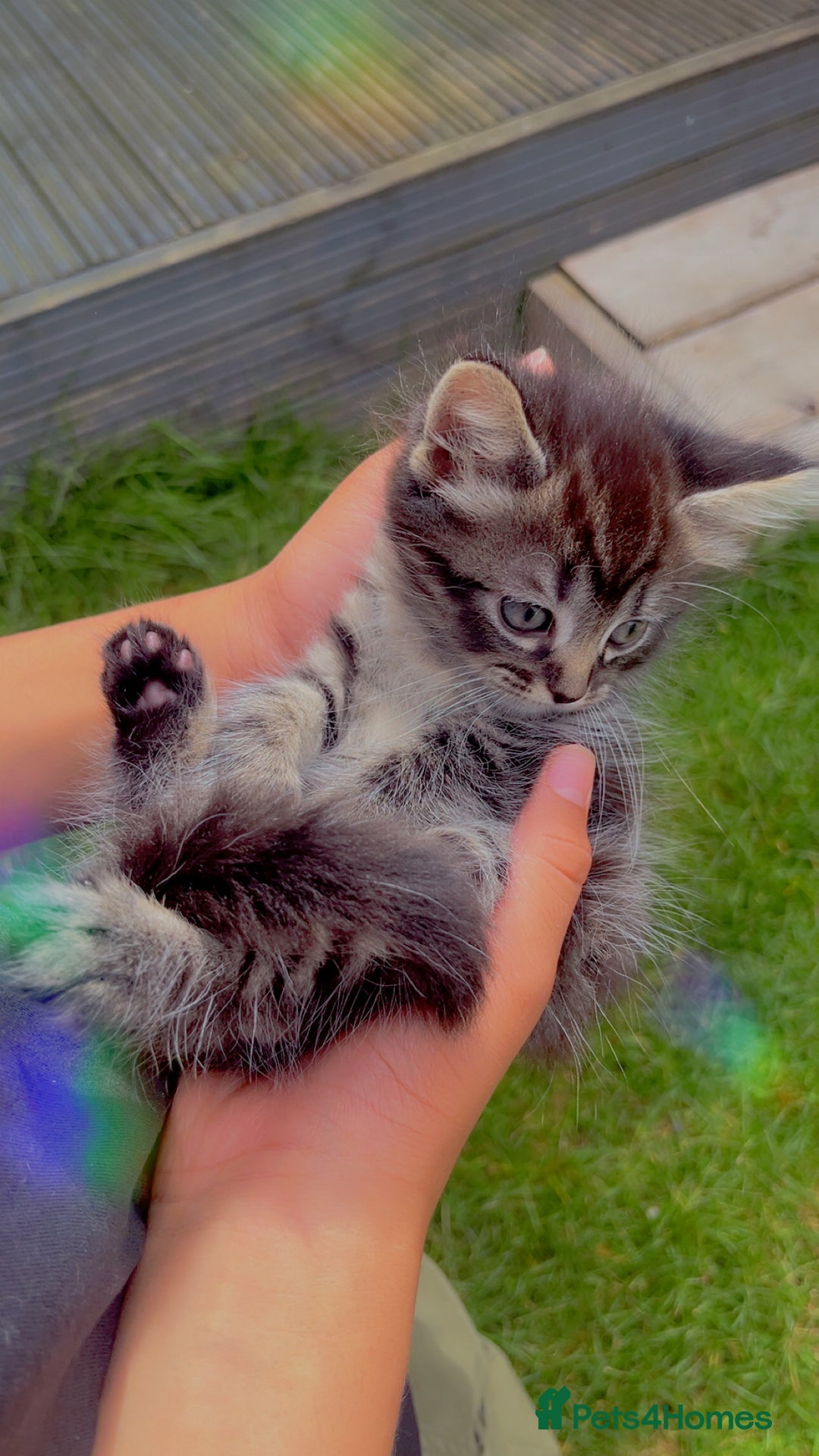 Mixed Breed cats for sale: Siamese/bsh domestic cross kittens  - Image 12