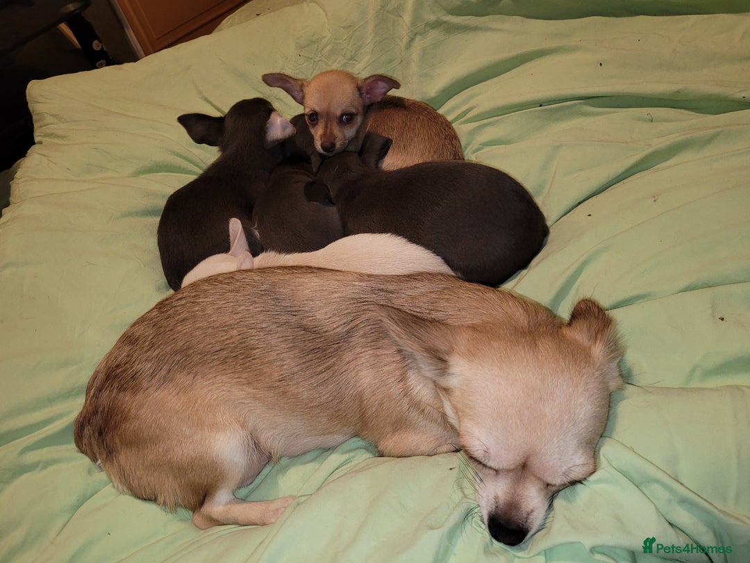 Chihuahua dogs for sale: Chihuahua puppies 2 males and 3 females  - Advert 7