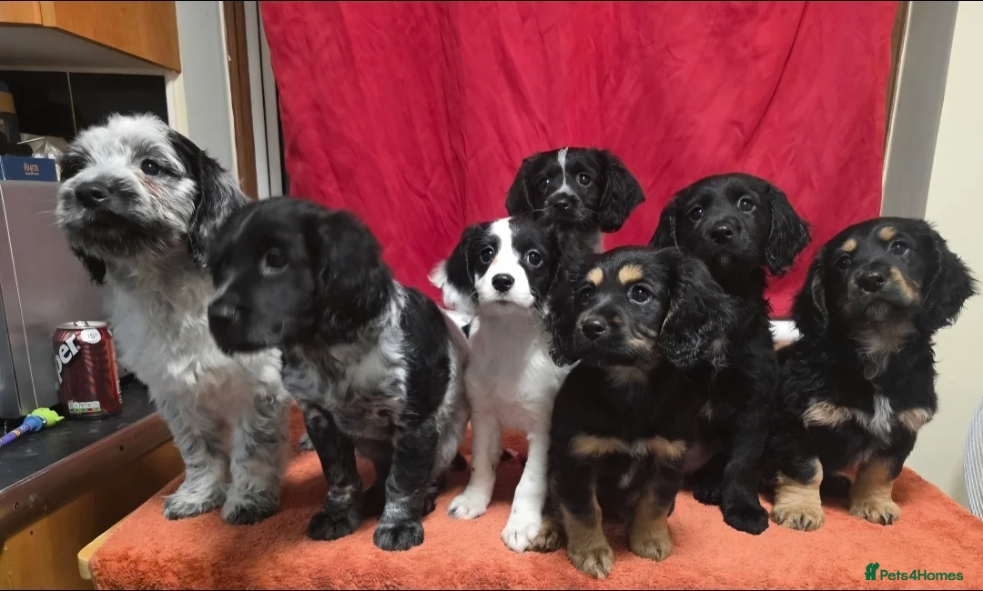 Cockapoo dogs for sale: 😍Fully Vaccinated & Now ready to leave😍 - Advert 1