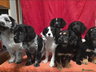 Cockapoo dogs The Magnificent fully-vaccinated Seven - Advert 8