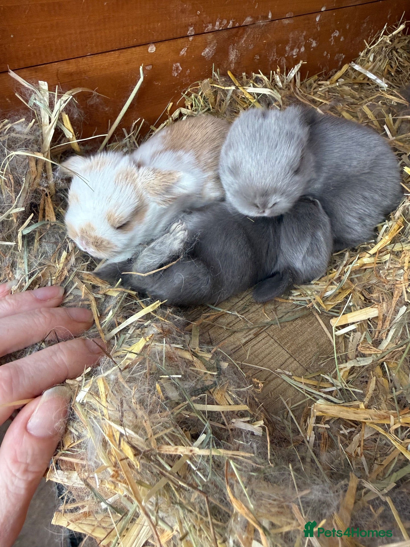 Mini Lop rabbits 8 Mini Lops - Waiting list open - Advert 1