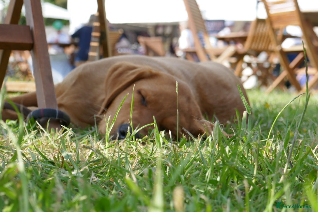 Labrador Retriever dogs for sale: Gorgeous Yellow & Fox Red Labrador Puppies KC REG - Image 8