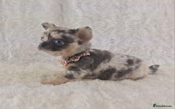 Chihuahua dogs for sale: Chihuahua X French Bulldog Puppies  - Image 14