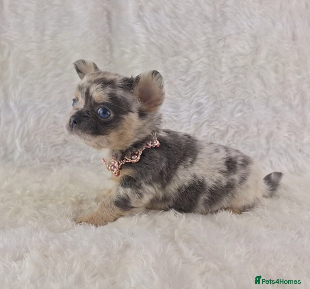 Chihuahua dogs for sale: Chihuahua X French Bulldog Puppies  - Image 14
