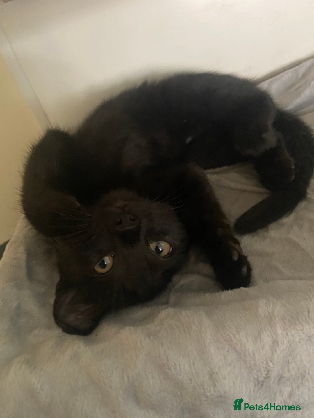 Bengal cats for sale: adorable bengal/tort kitties for sale - Image 22