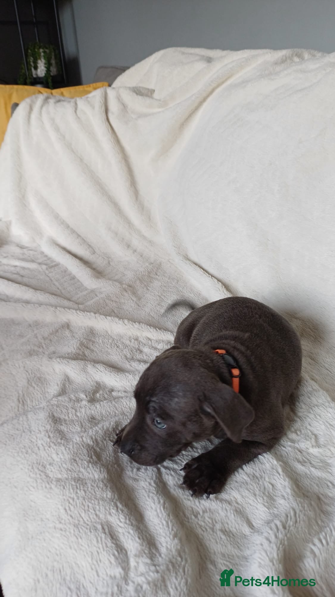 Staffordshire Bull Terrier dogs Blue Staffy Pups  - Advert 2