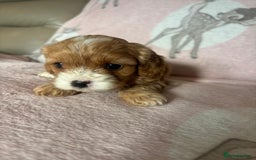 Cavapoo dogs for sale: Stunning Cavapoo puppies from family home  - Advert 7