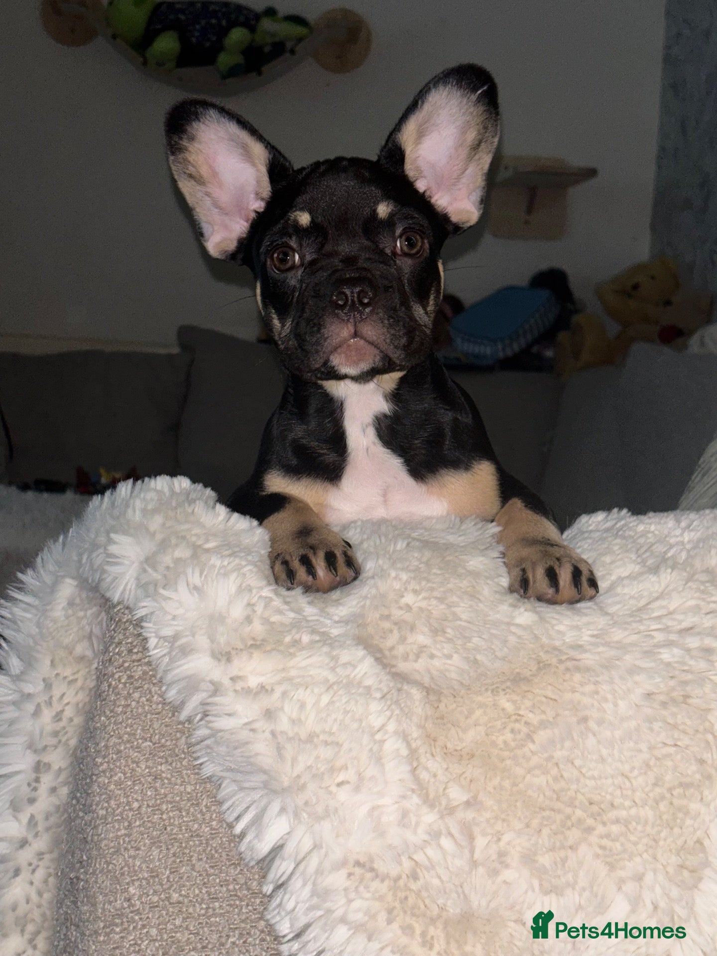French Bulldog dogs Fluffy Gene Frenchie Girl 🧬  - Advert 8