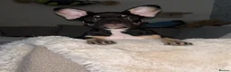 French Bulldog dogs for sale: Fluffy Gene Frenchie Girl 🧬  - Advert 1