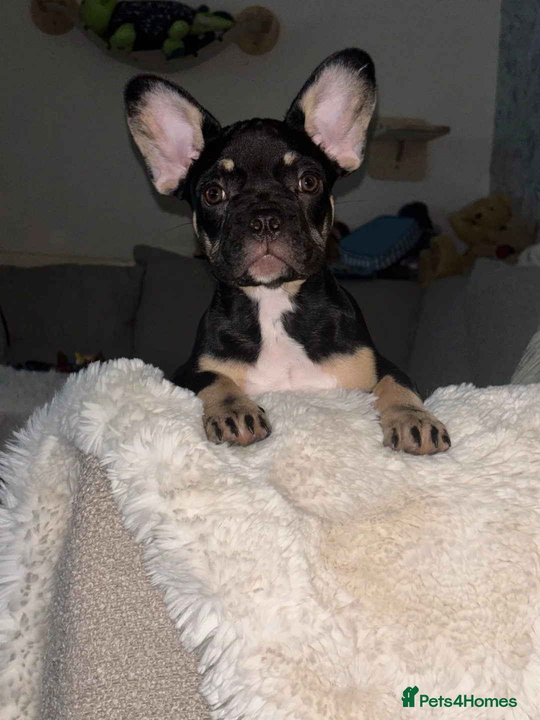 French Bulldog dogs for sale: Fluffy Gene Frenchie Girl 🧬  - Advert 1