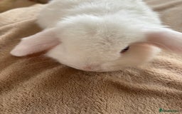 Mini Lop rabbits for sale: Beautiful mini lop rabbits - Image 10