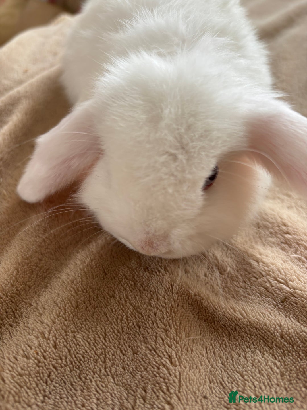 Mini Lop rabbits for sale: Beautiful mini lop rabbits - Image 10