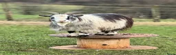 Goats livestock for sale: Two Pygmy goats seeking a new home in Denny - Advert 7
