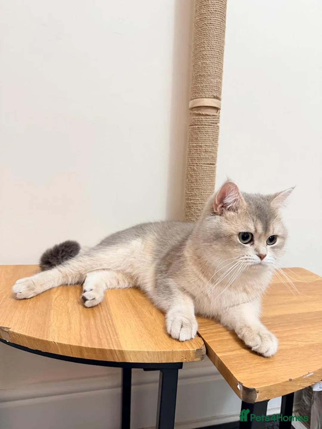 Scottish Fold cats for stud: TICA GOLDEN NAY11 STUD FROM CHAMPIONS 👑 - Advert 2