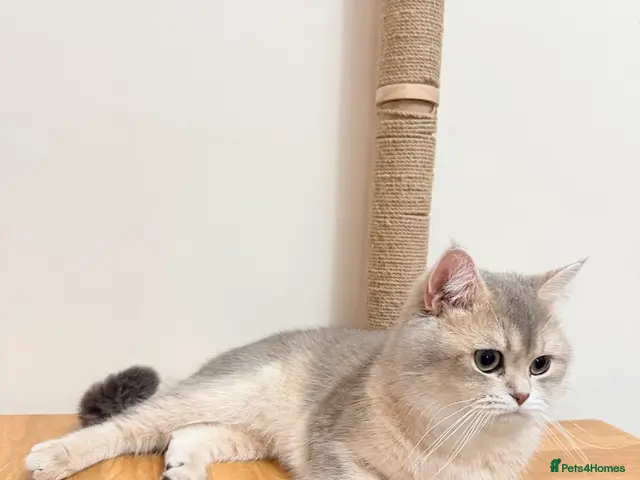 Scottish Fold cats for stud: TICA GOLDEN NAY11 STUD FROM CHAMPIONS 👑 - Advert 2