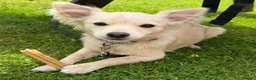 Chihuahua dogs for sale: Loving Young Dog Looking for His Forever Home - Advert 3