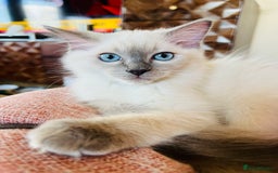 Ragdoll cats for sale: SILKY GCCF PEDIGREE RAGDOLL - Championline  in London - Image 29