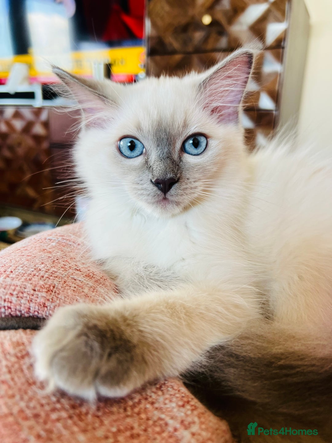 Ragdoll cats for sale: SILKY GCCF PEDIGREE RAGDOLL - Championline  in London - Image 29