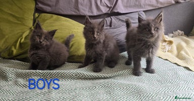 Maine Coon cats - Advert 13