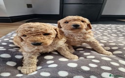 Miniature Poodle dogs for sale: Outstanding Show Quality MInature Poodles - Image 4