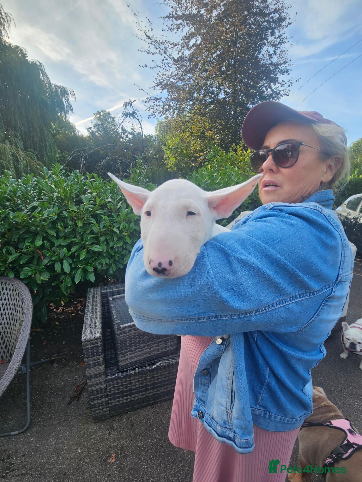English Bull Terrier dogs English bullterrier pups for sale - Advert 1