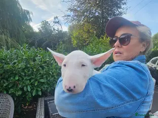 English Bull Terrier dogs English bullterrier pups for sale - Advert 2