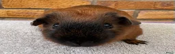 Guinea Pig rodents for sale: Californian bonded boys - Advert 4