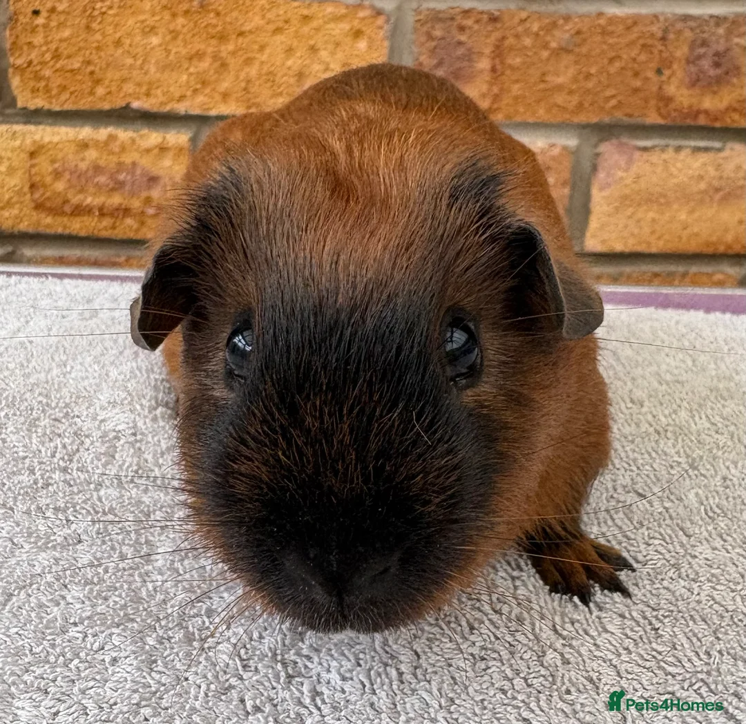 Guinea Pig rodents for sale: Californian bonded boys - Advert 4