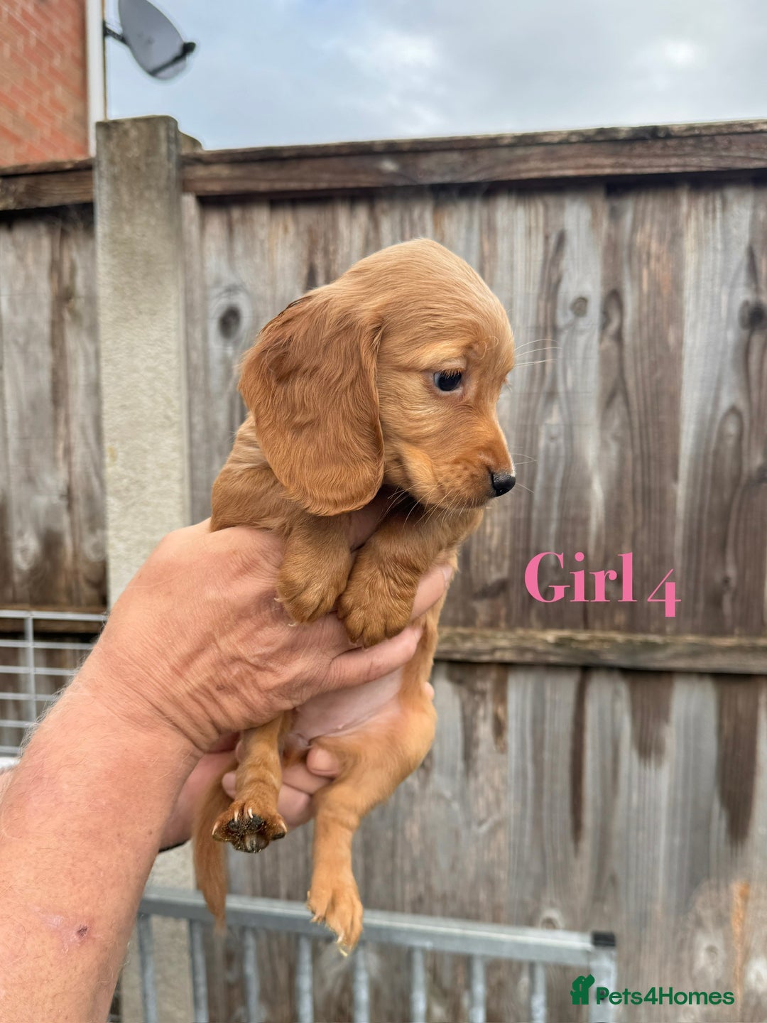 Cocker Spaniel dogs for sale: Working cocker spaniel puppies - Image 18