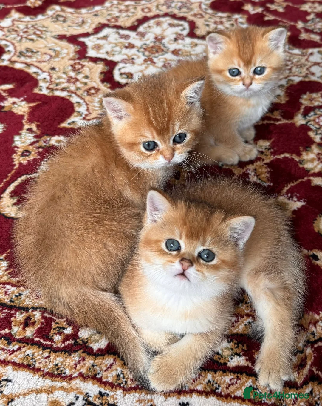 British Shorthair cats for stud: Golden British Shorthair Stud NY12 TICA Proven in London - Advert 8