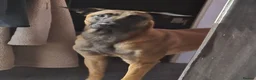 Belgian Shepherd Dog dogs for sale: Belgian Malinois Puppies For Sale. - Advert 3
